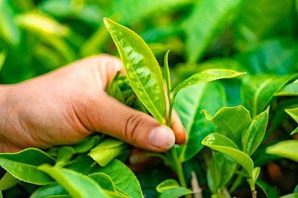 Yeşil çayla siyah çay aslında aynı yapraktan üretiliyor.