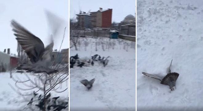 Takla Atarken Kara Saplanan Güvercinin Sosyal Medyada Viral Olan Anları
