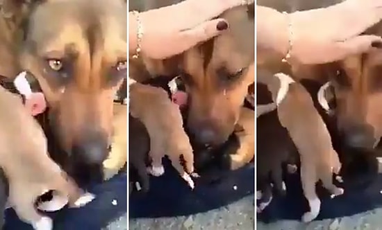 Soğukta Ölmekten Kurtarılan Yavruları İçin Gözyaşı Döken Anne Köpek