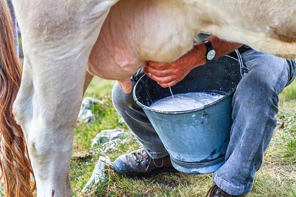 Ülke hayvancılığı ve süt üreticileri kaderine mi terkedildi?