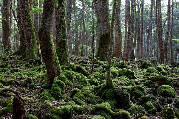 Aokigahara Ormanı