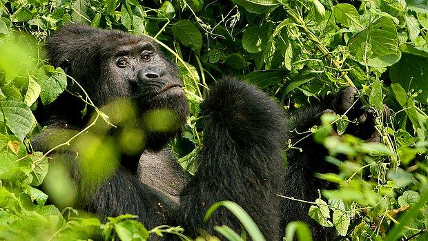 Dünyanın En Yaşlı Erkek Gorili 61 Yaşında Hayatını Kaybetti