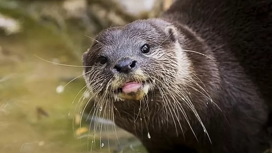 Su Samurlarında Tespit Edildi! Peki Doğada Çok Uzun Süre Kalabilen 'Sonsuz Kimyasallar' PFAS Nedir?