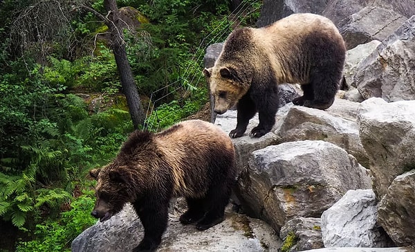 3. "Если вас найдет медведь, бегите вниз по склону. Они не могут бежать вниз по склону." Это ложь! Медведи прекрасно могут бежать по склону. Они также могут быстро лазать по деревьям. Если вы встретите бурого медведя, начните очень медленно пятиться назад. Никогда не убегайте и никогда не поворачивайтесь спиной. Если он собирается напасть на вас, лягте на живот, заложив руки за затылок, и притворитесь мертвым. В первую очередь они нападают, когда застигнуты врасплох или им угрожают. Если неожиданность/угроза исчезнет, они, скорее всего, продолжат свое движение. Но, пожалуйста, ради Бога, никогда не убегайте и никогда не взбирайтесь на дерево!