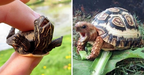 15 фото черепашек, которые доказывают, что они тоже могут быть милыми