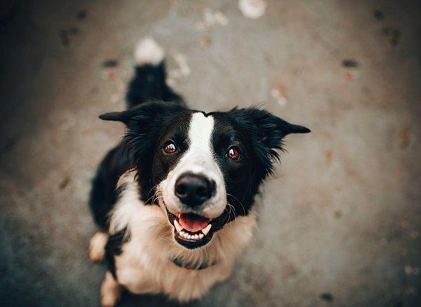2. Bazı köpekler mutluluktan dolayı tıpkı insanlar gibi gülümserler.