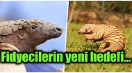Nesli Tükenmekte Olan Hayvanların Başında Gelen Pangolin Bir Grup İsyancı Tarafından Fidye İçin Kaçırıldı!