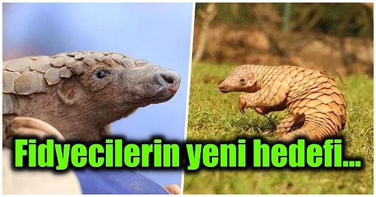 Nesli Tükenmekte Olan Hayvanların Başında Gelen Pangolin Bir Grup İsyancı Tarafından Fidye İçin Kaçırıldı!