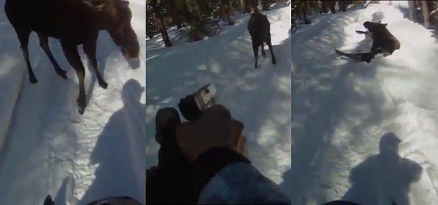 Norveç'te Bir Avcı, Ormanda Kendisine Saldırmaya Çalışan Geyiği Silahla Vurarak Öldürdü