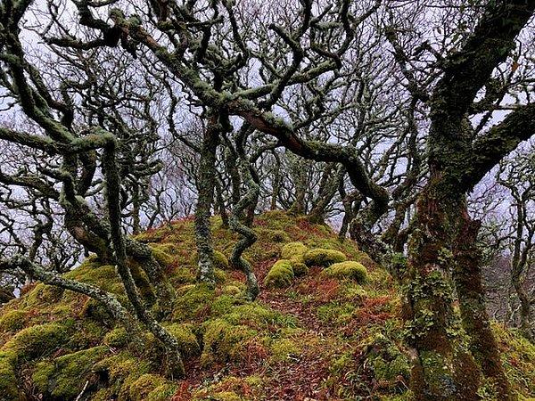 16. İskoç Dağlık Bölgesi'ndeki yerel orman: