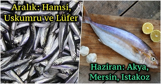 Hangi Ayda Hangi Balık Yenir? Mevsimine Göre Hangi Balık Daha Lezzetli Olur Bu İçerikte Anlatıyoruz!