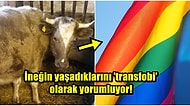 Polonyalı Vegan Aktivist, Trans Olduğunu İddia Ettiği İneği Kesilmekten Kurtardı!