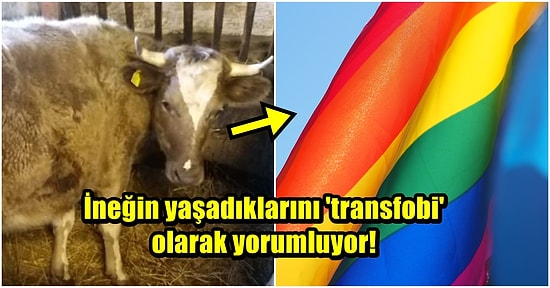 Polonyalı Vegan Aktivist, Trans Olduğunu İddia Ettiği İneği Kesilmekten Kurtardı!