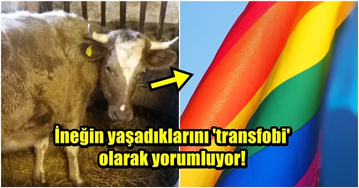 Polonyalı Vegan Aktivist, Trans Olduğunu İddia Ettiği İneği Kesilmekten Kurtardı!