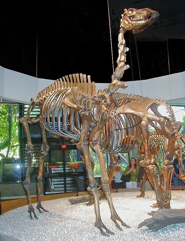 7. Modern develerin soyu tükenmiş akrabaları Kuzey Kanada'dan gelmiştir.