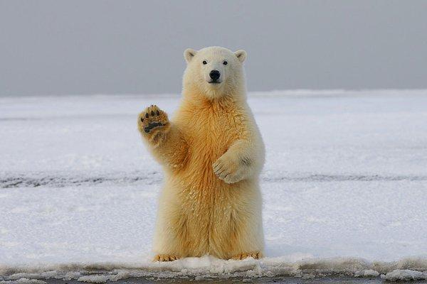 8. Ünlü Norveçli kaşif Roald Amundsen geçmiş yıllarda evcilleştirilmiş kutup ayılarının kızak çekmek için köpeklerden daha iyi bir seçim olacağına inanıyordu.
