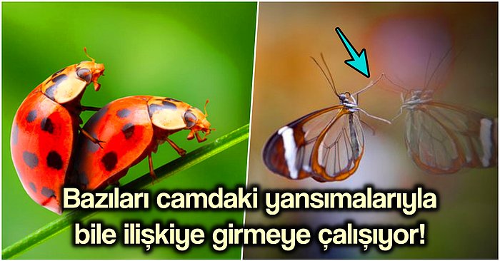 Bilim İnsanları Açıkladı: Erkek Böcekler Neden Dişi Böcekler Yerine Diğer Erkeklerle Cinsel İlişkiye Giriyor?