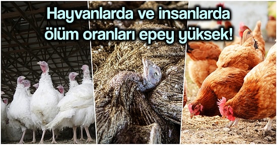 On Yıllardır Bir Türlü Bitmek Bilmeyen Kuş Gribi Hakkında Bilmeniz Gereken Her Şey