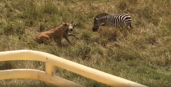 Av Olmak Üzere Olan Yavrusunu Aslanın Ağzından Alan Cesur Zebra