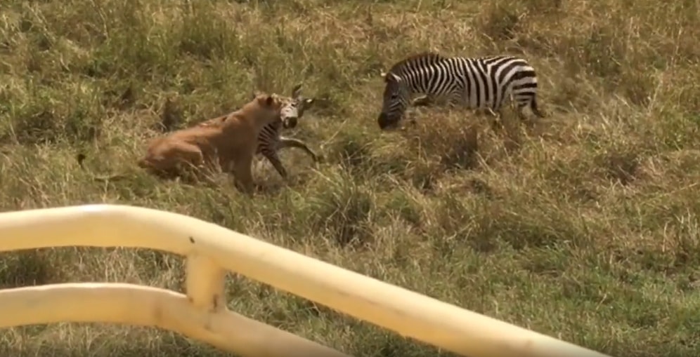Av Olmak Üzere Olan Yavrusunu Aslanın Ağzından Alan Cesur Zebra