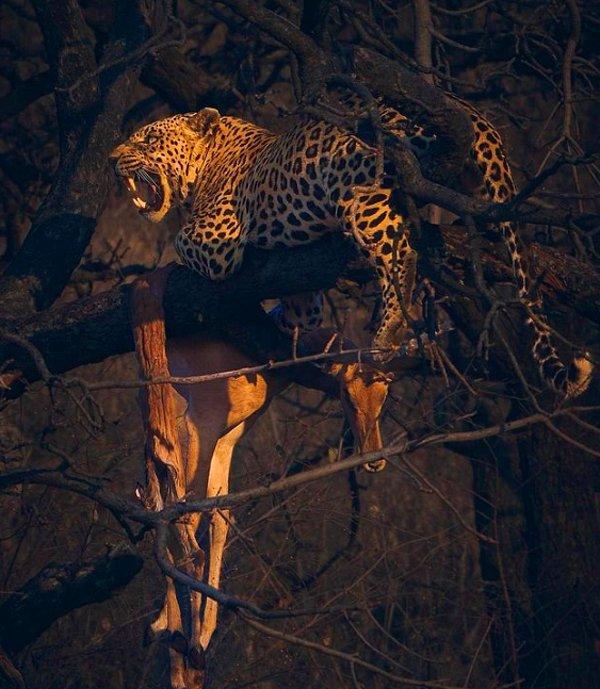3. Yerden epeyce bir yüksekte tek başına avını yiyen yalnız leopar: