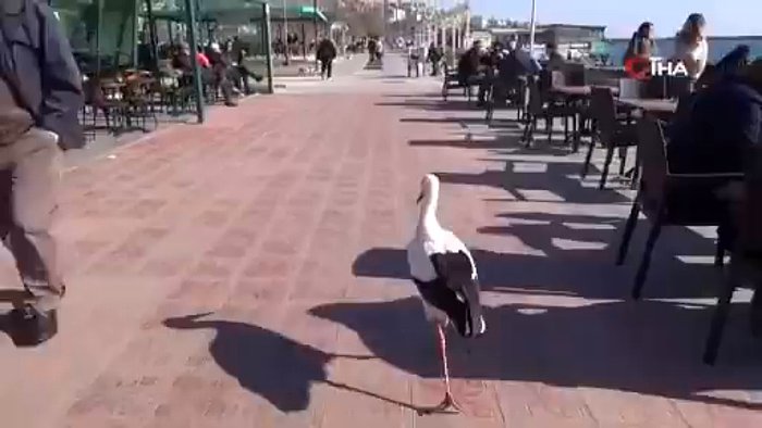 Sürüsünden Ayrılarak Tekirdağ'a Konan Leylek Uçmayı Bıraktı: Her Yere Yürüyerek Gidiyor, Çöp Topluyor