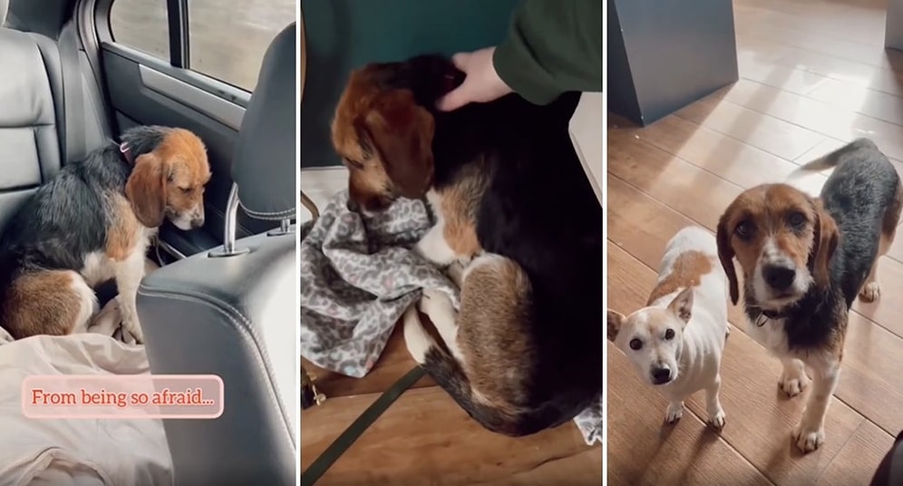 Barınaktan Sahiplenilen Köpeğin İyi İnsanların Yanında Geçirdiği Muhteşem Değişim