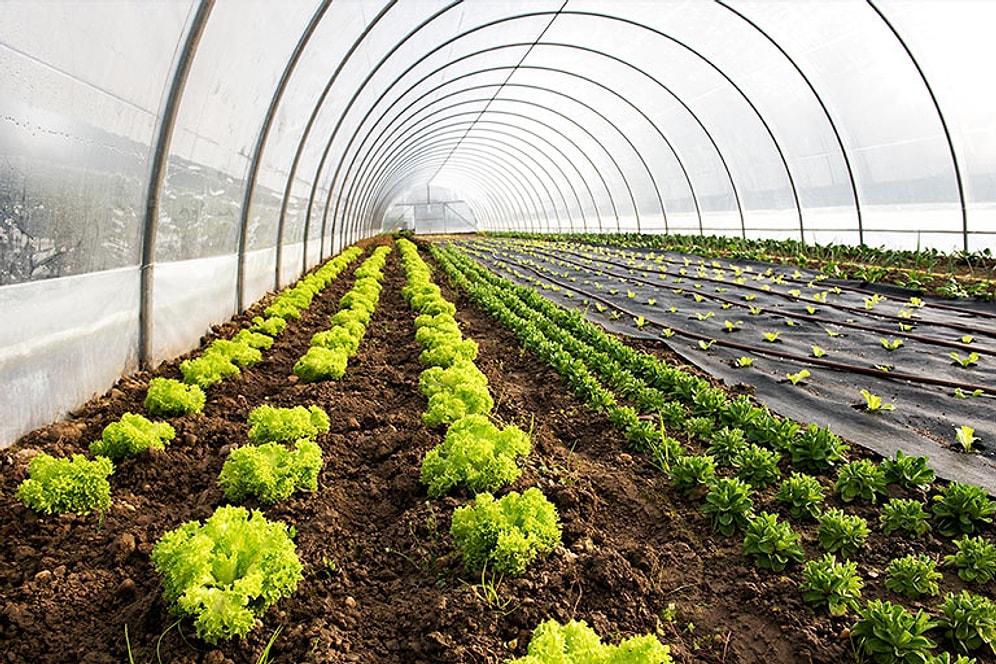 Tarladan Sofraya Gidene Kadar Fiyatlar Uçtu!