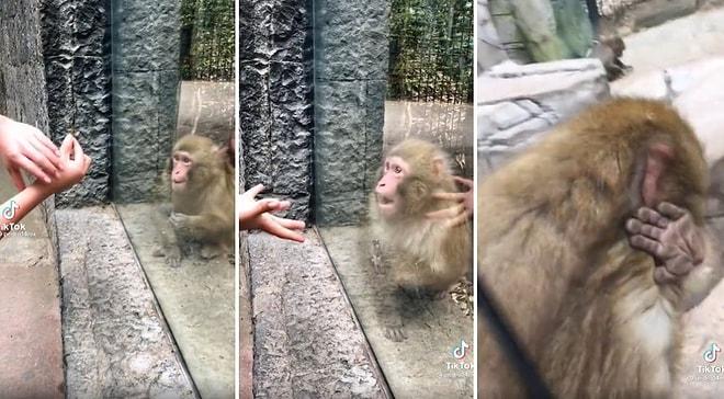İllüzyon Gösterisine Verdiği Efsane Tepki ile TikTok'ta Viral Olan Maymun