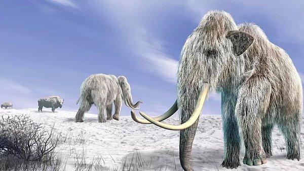Yaklaşık 10 bin yıl önce büyük bir çoğunluğu ölen ve deniz seviyesinin yükselmesiyle geriye kalan tüm nüfusu Wrangel Adası'nda kalan mamutların nesli, 4 bin yıl önce yok olmuştu.