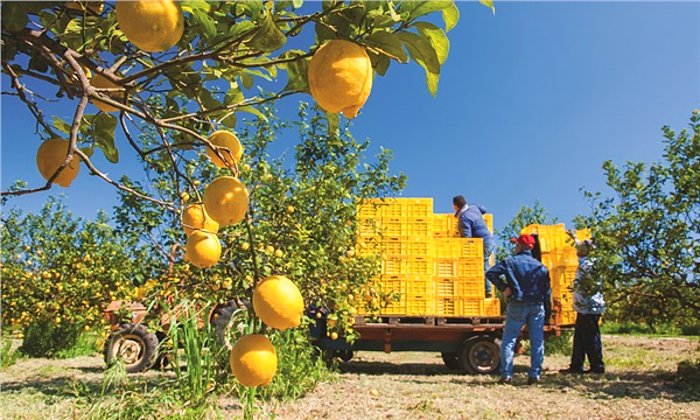 CHP'li Belediyelerden Çiftçilere Destek: '100 Bin Kilo Limonu Vatandaşlarımıza Ulaştıracağız'