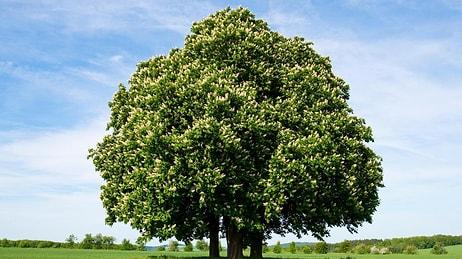 Düşünülenden Çok Daha Fazla: Dünya Üzerinde 10 Bine Yakın Keşfedilmemiş Ağaç Türü Var!