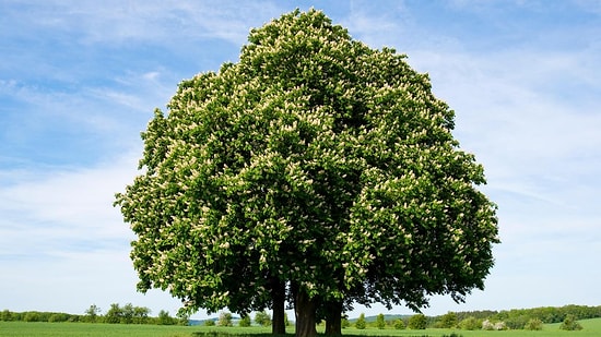 Düşünülenden Çok Daha Fazla: Dünya Üzerinde 10 Bine Yakın Keşfedilmemiş Ağaç Türü Var!