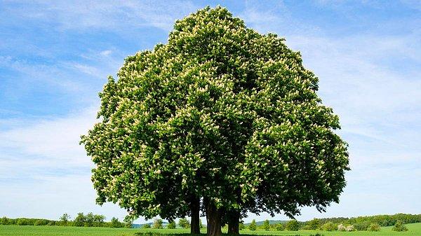 Araştırmaya göre küresel olarak 9200 keşfedilmemiş ağaç türü var.