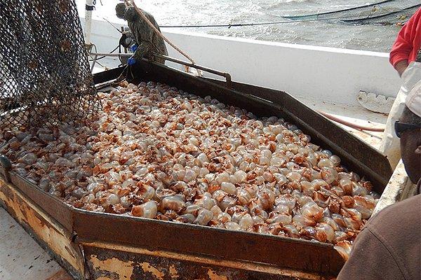 Denizanası aynı zamanda insanlar için de bir besin kaynağı. Uzakdoğu'da yüzyıllardır severek tüketiliyor. Çin, Japonya ve Vietnam’da denizanaları özel olarak çiftliklerde yetiştirilir; bazı restoranlarda ve pazarlarda satılır...