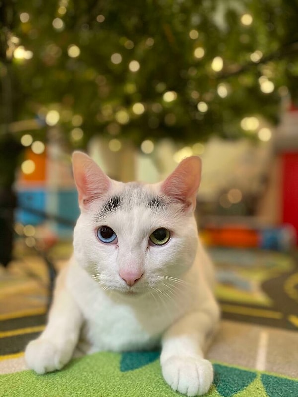 5. Какие бровки :)