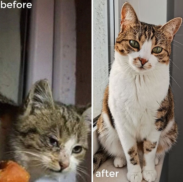 6. До того как приютили, и после