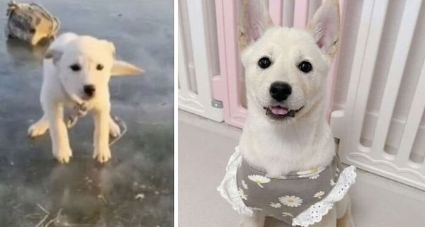 11. Какой-то псих привязал к этой собаке камень и бросил ее в замерзшую реку. Ее спасли и нашли ей новый дом