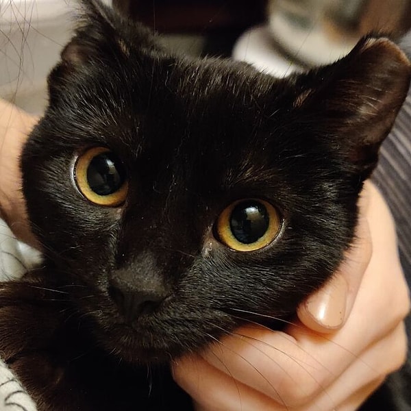 12. Спасли этого черного котика. Испуганные глаза, но теперь он в любящем теплом доме
