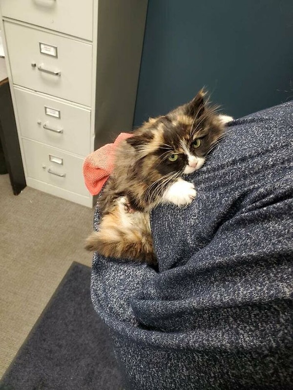 13. Нашли этого малыша на улице