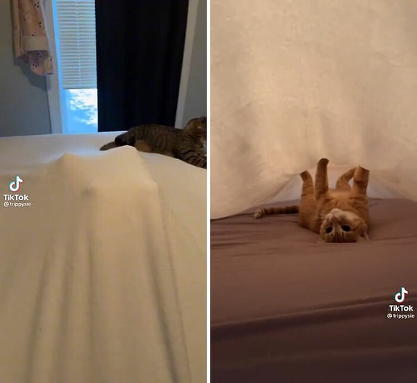 5. Обожает так лежать