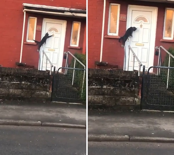 8. Тук-тук, пустите домой, я нагулялся