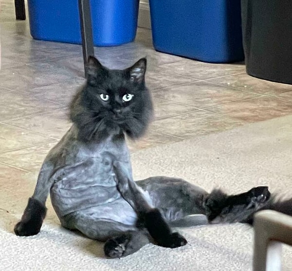 9. Его приходится брить, потому что он ненавидит расчесываться