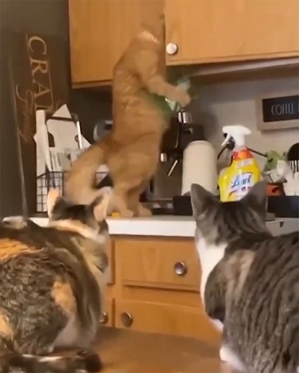 14. Мама ама криминал