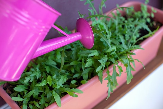 Roka Nasıl Ekilir? Roka Güneş Sever mi?