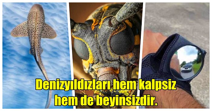 Sadece Üç Dakikada Sizi İlber Ortaylı'ya Dönüştürecek Birbirinden Harikulade 17 Bilgi