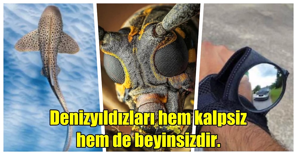 Sadece Üç Dakikada Sizi İlber Ortaylı'ya Dönüştürecek Birbirinden Harikulade 17 Bilgi