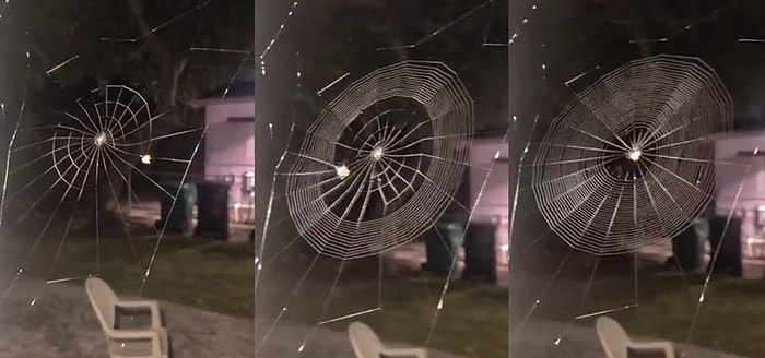 Muhteşem Bir Şekilde Ağ Yapan Örümceğin İzleyenleri Büyüleyecek Görüntüleri