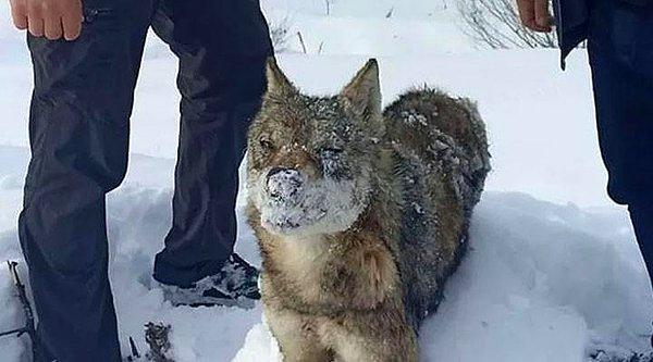 16. Sivas Suşehri'nde karlı arazide doğa yürüyüşüne çıkan bir grup ayakta donmuş kurt buldu.