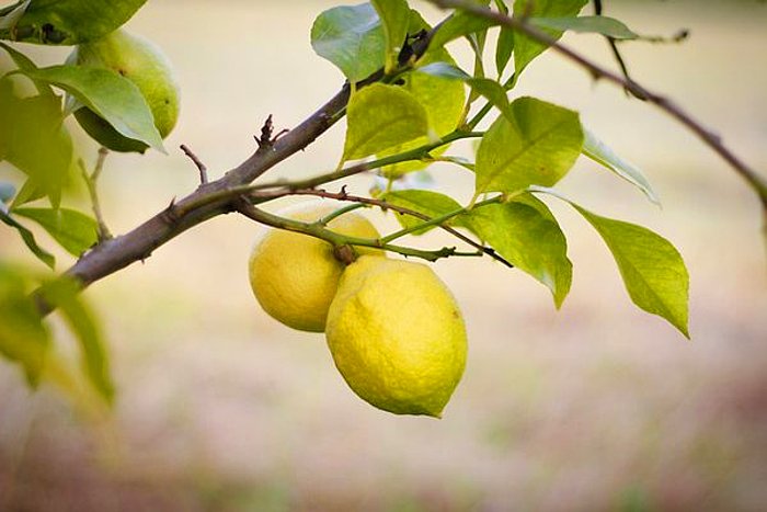 Limon Nasıl Sulanır? Limon Güneş Sever mi?